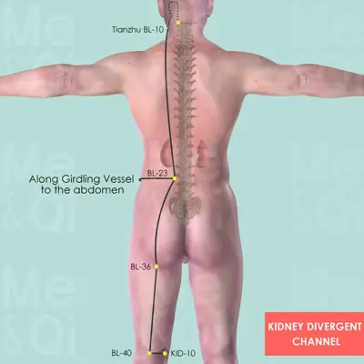 Kidney Divergent Channel pathway