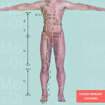 Spleen Primary Channel pathway