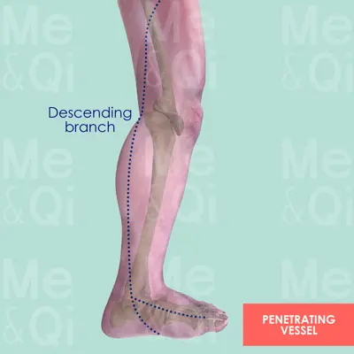 Penetrating Vessel pathway