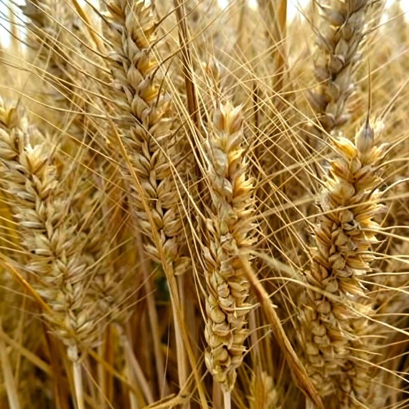 Xiao Mai (Wheat grain) plant
