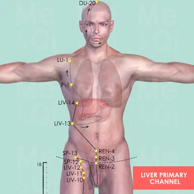 Liver Primary Channel pathway