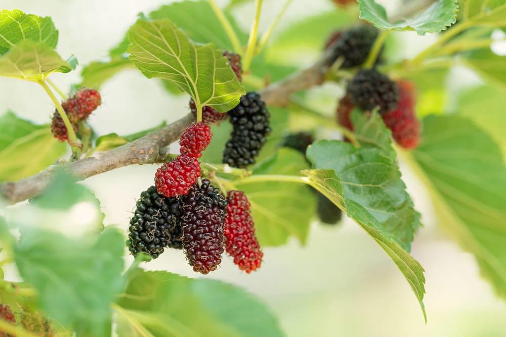 Sang Shen (Mulberry Fruits) plant