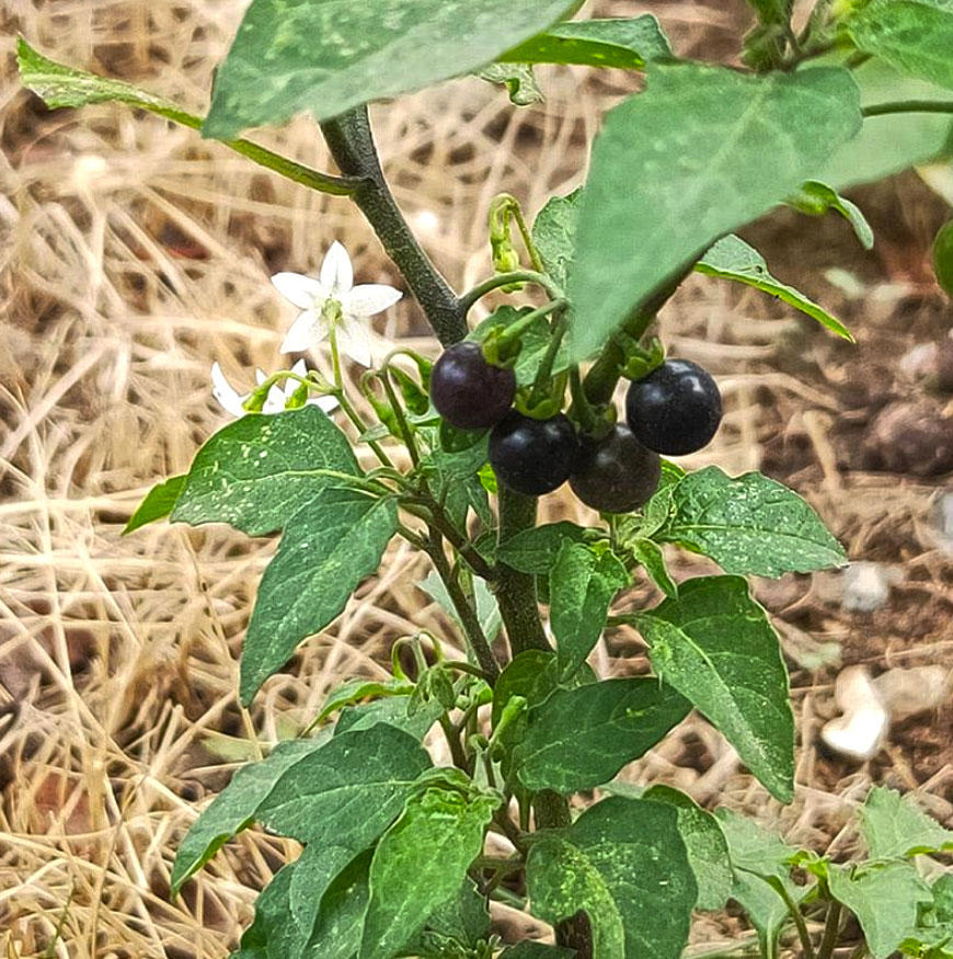 Long Kui (Black nightshade herb) plant
