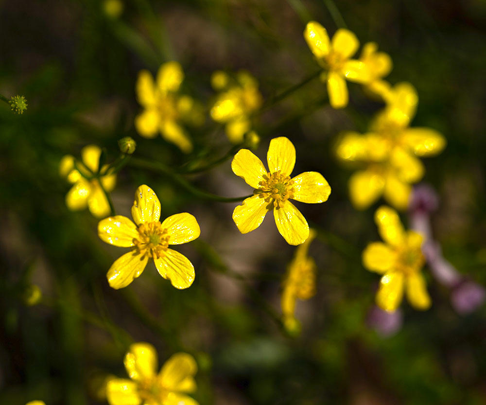 Mao Zhao Cao (Catclaw Buttercup Root) plant
