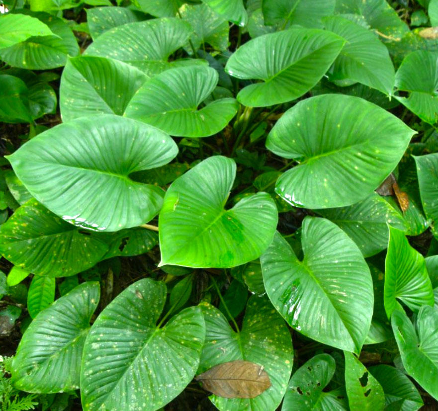 Qian Nian Jian (Homalomena rhizome) plant