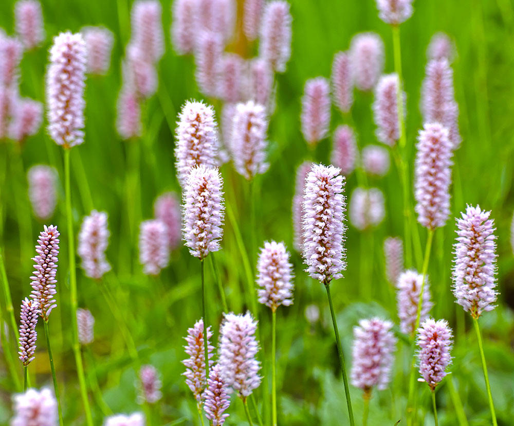Quan Shen (Bistort rhizome) plant