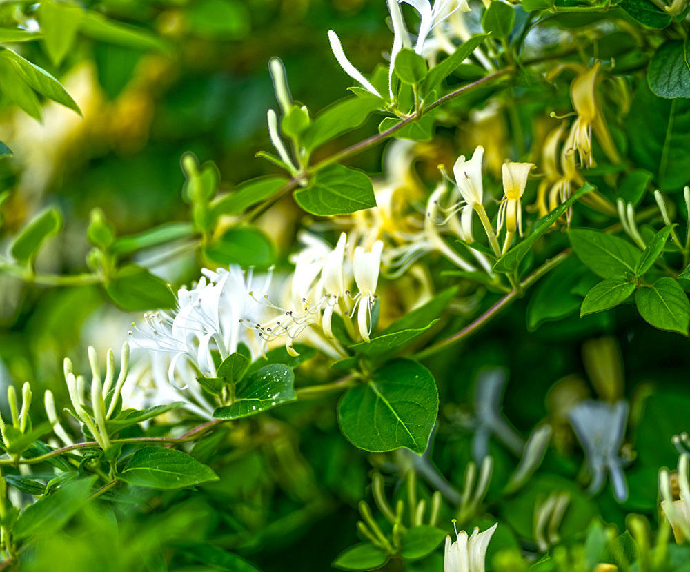 Ren Dong Teng (Honeysuckle stems) plant