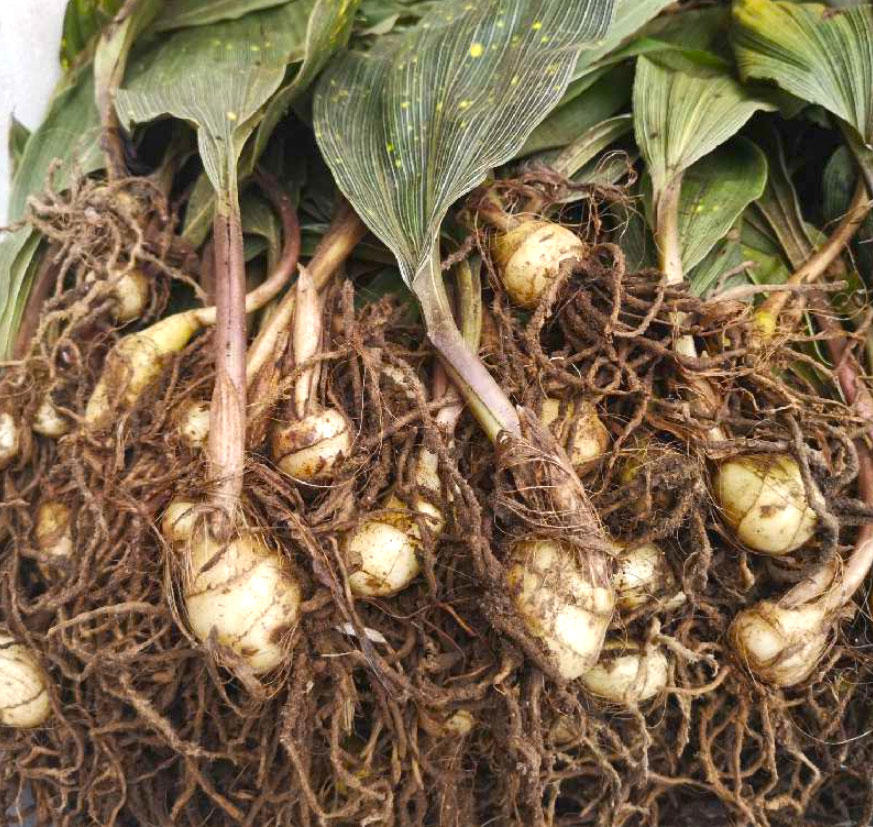 Shan Ci Gu (Cremastra pseudobulb) plant