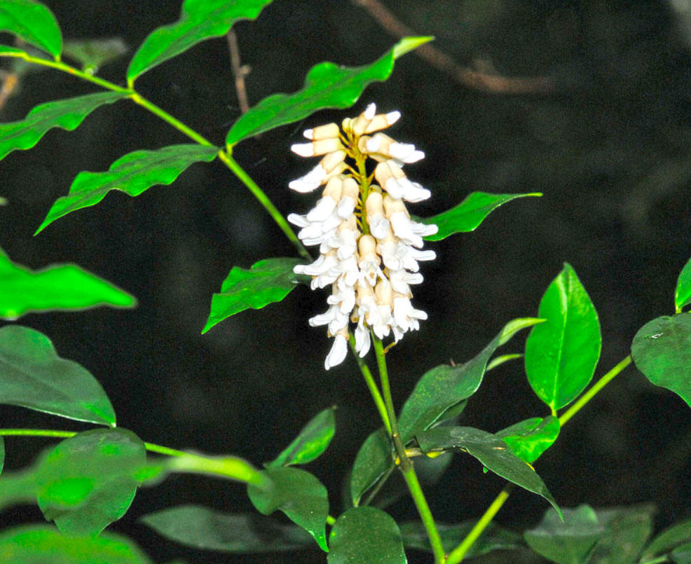 Shan Dou Gen (Bushy Sophora Root) plant