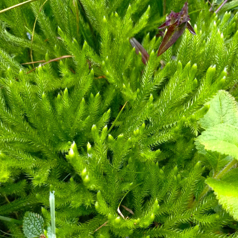Shen Jin Cao (Club moss herb) plant