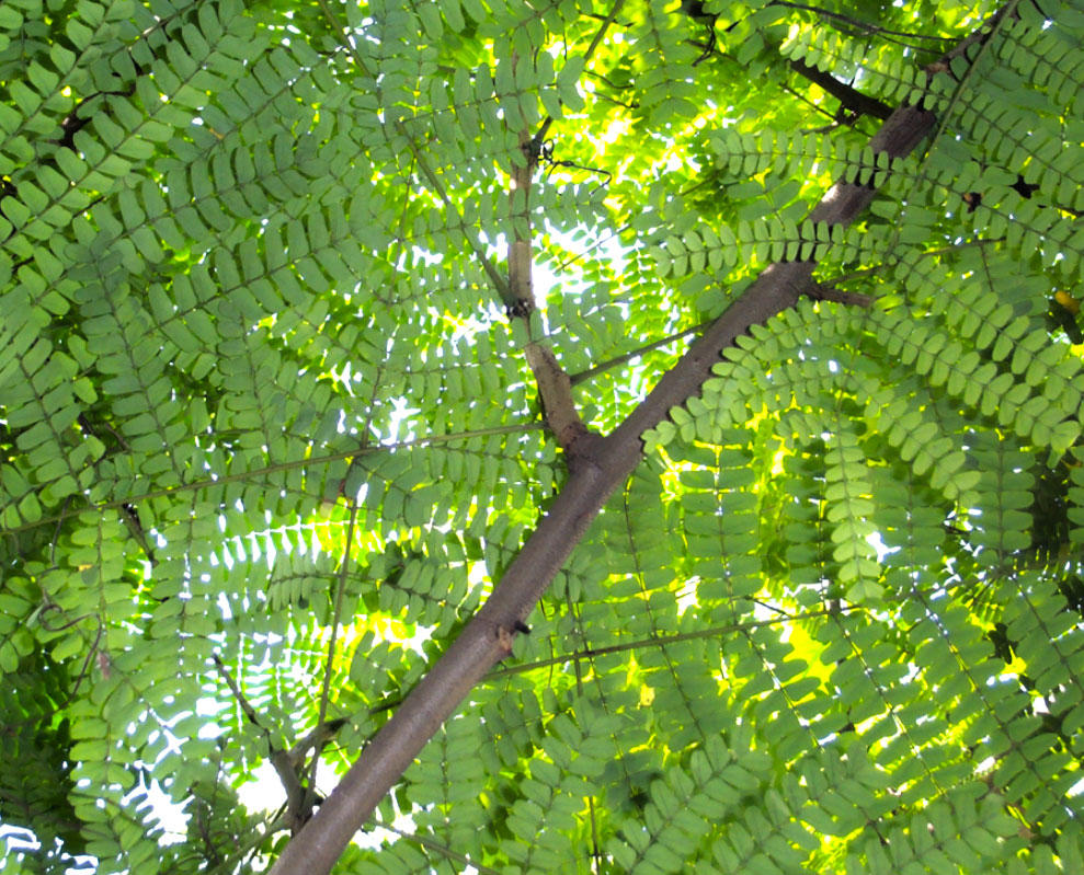 Su Mu (Sappanwood) plant