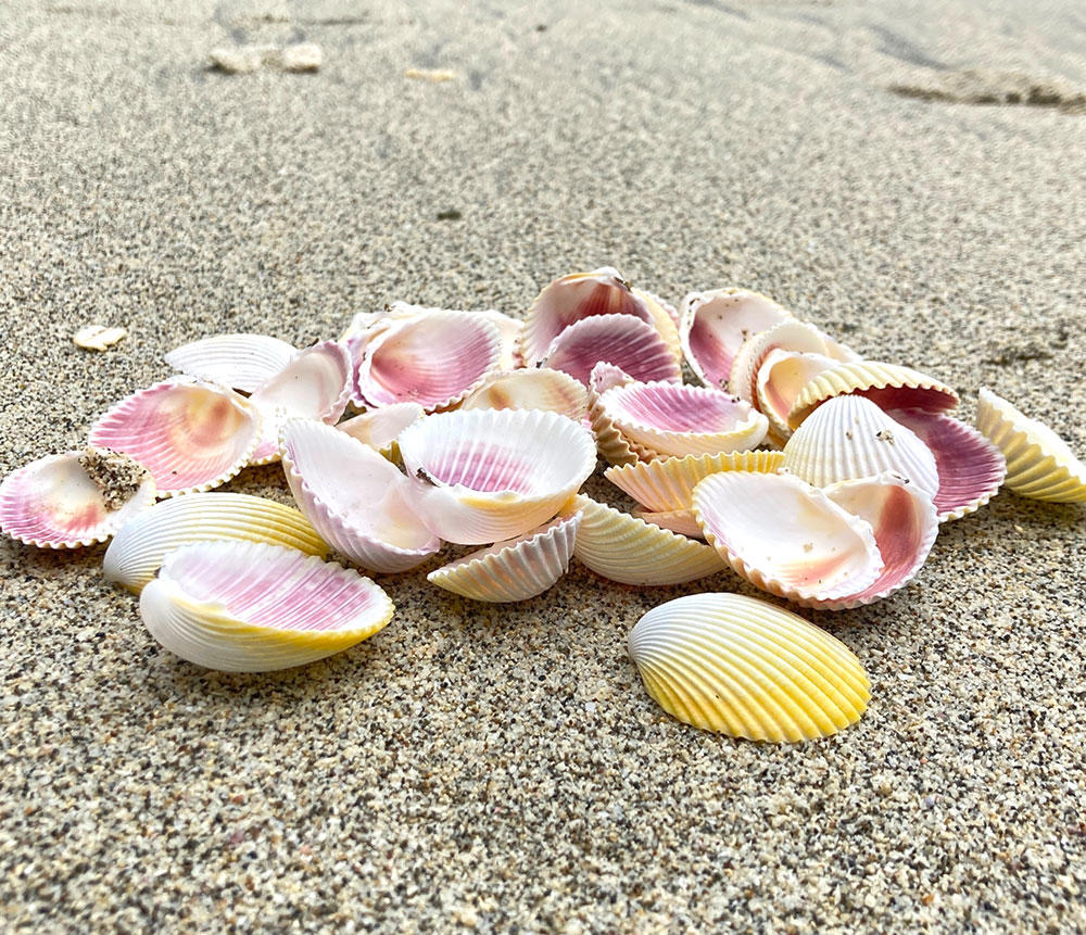 Wa Leng Zi (Ark shell) plant