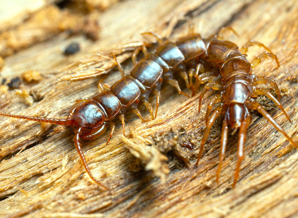 Wu Gong (Centipede) plant