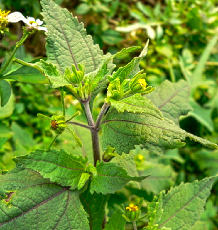 Xi Xian Cao (Siegesbeckia herb) plant