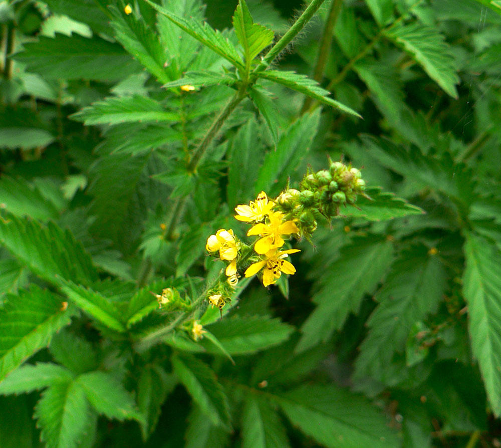 Xian He Cao (Agrimony) plant