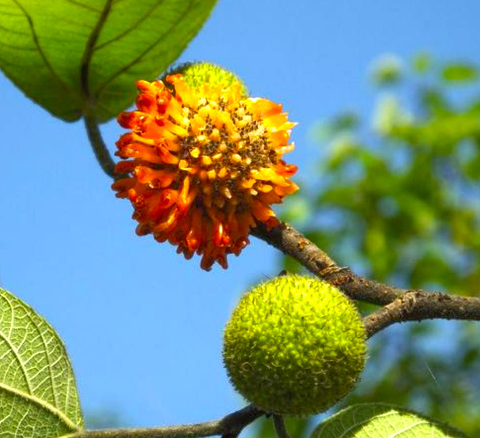 Chu Shi Zi (Paper Mulberry fruits) plant