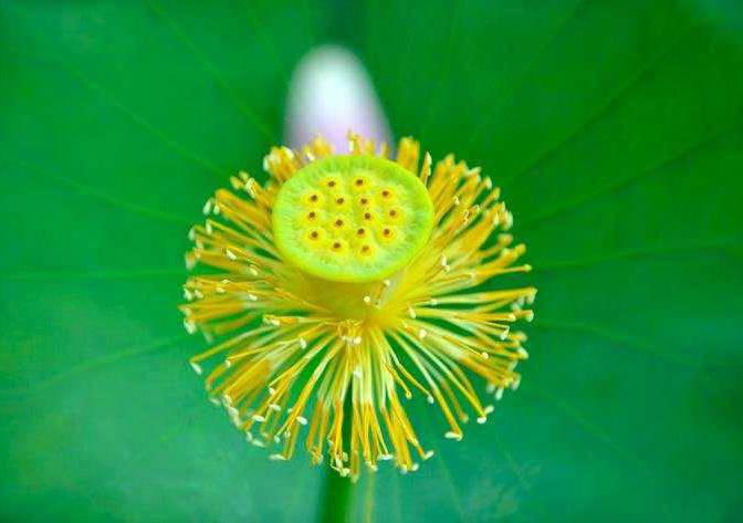 Lian Xu (Lotus stamens) plant