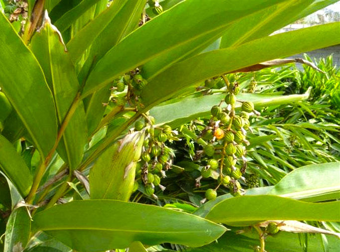 Sha Ren (Amomum fruits) plant