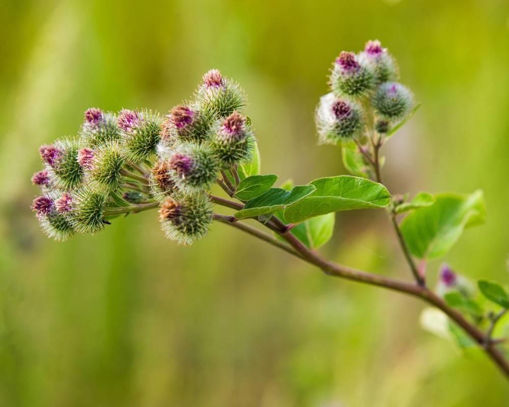 Niu Bang Zi (Greater burdock fruits) plant