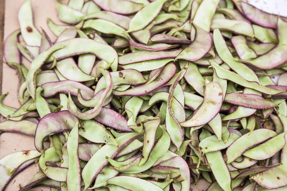 Bai Bian Dou (Hyacinth beans) plant