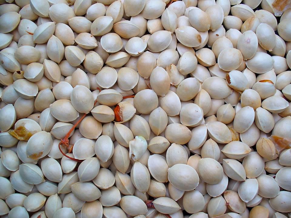 Bai Guo (Ginkgo nuts) plant