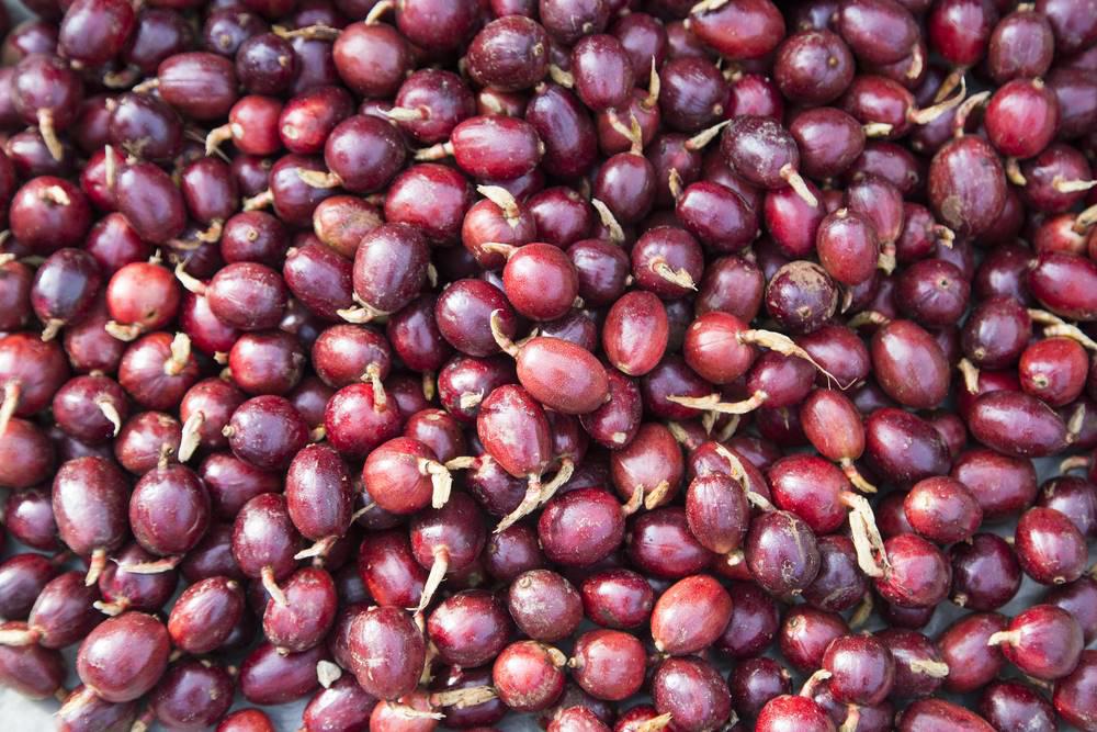 Cao Guo (Tsaoko fruits) plant