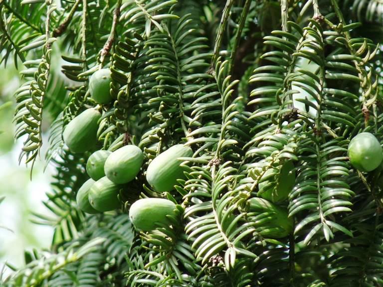 Fei Zi (Torreya seed) plant