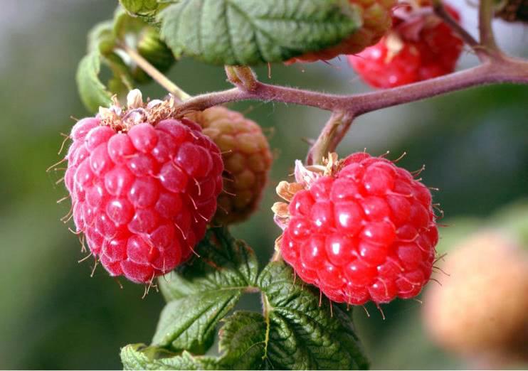 Fu Pen Zi (Palmleaf raspberries) plant