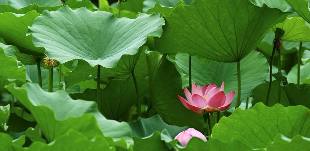 He Ye (Lotus leaves) plant