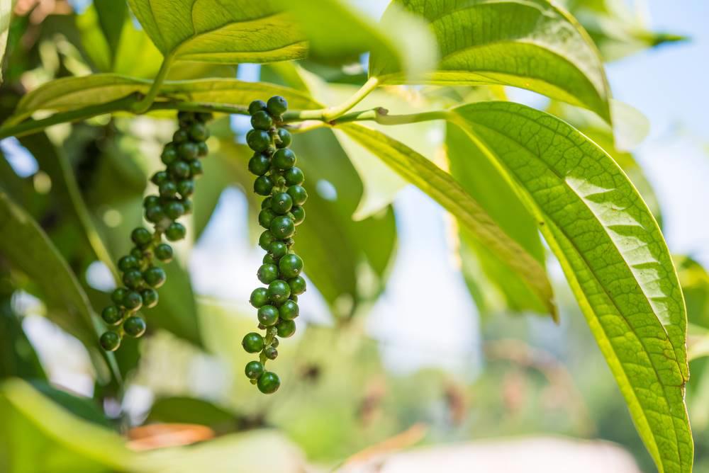 Hu Jiao (Pepper fruit) plant