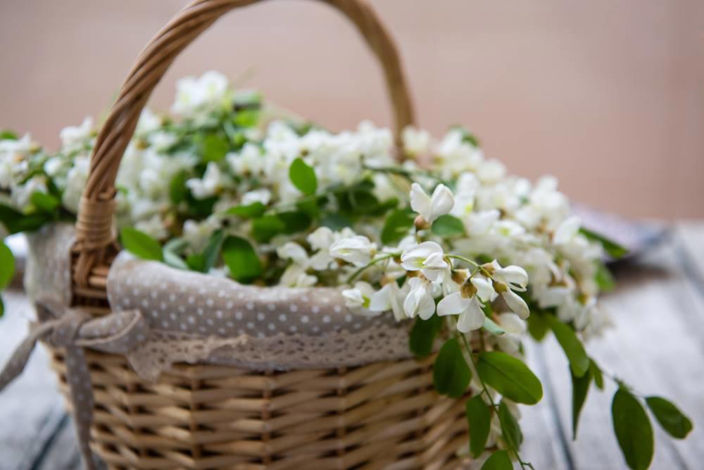 Huai Hua (Pagoda tree flowers) plant