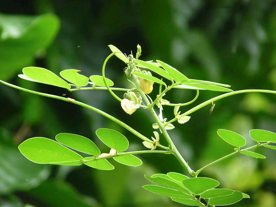 Jue Ming Zi (Cassia seed) plant
