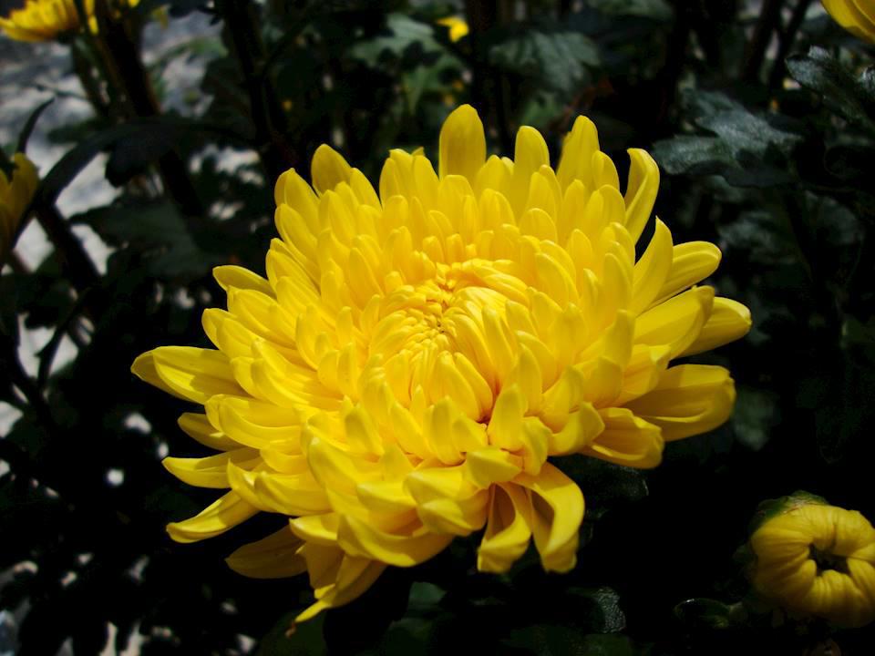 Ju Hua (Chrysanthemum flowers) plant