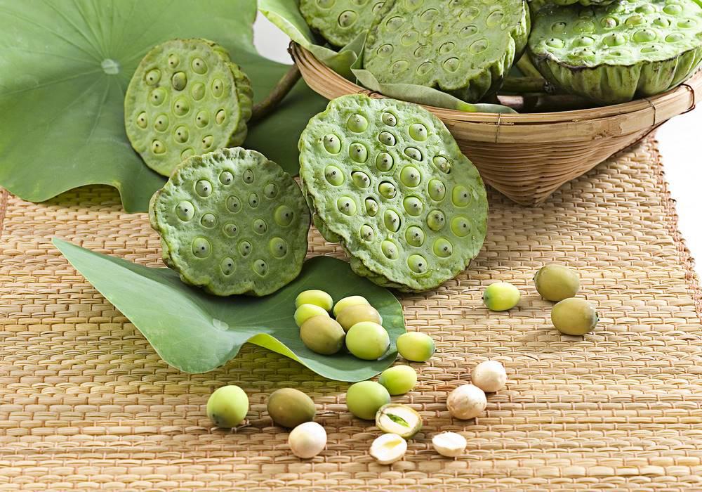 Lian Zi (Lotus seeds) plant