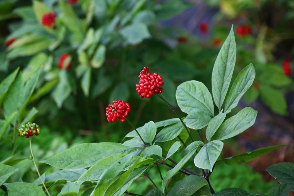 Ren Shen (Ginseng) plant
