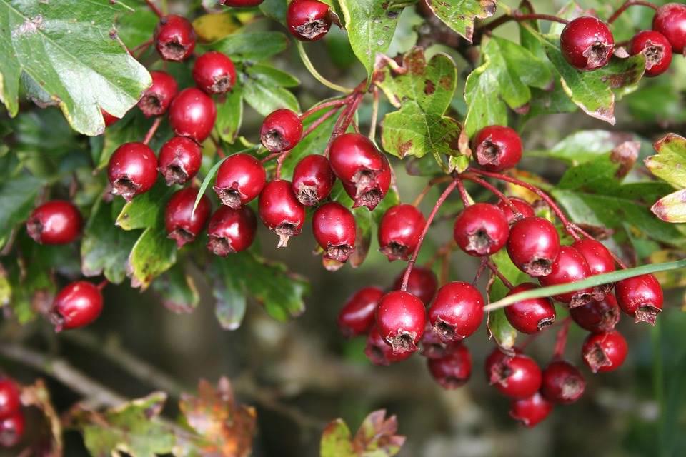 Shan Zha (Hawthorn berries) plant