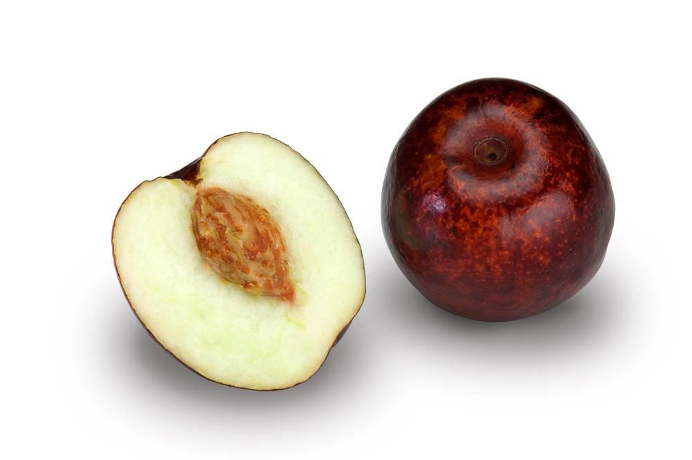 Suan Zao Ren (Jujube seeds) plant