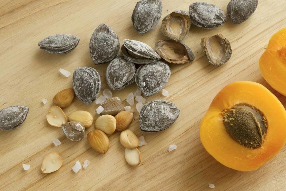 Xing Ren (Apricot seeds) plant