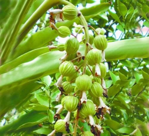 Yi Zhi Ren (Sharp-leaf galangal fruits) plant