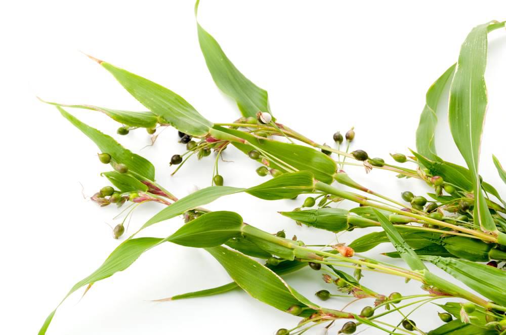 Yi Yi Ren (Job's tears) plant