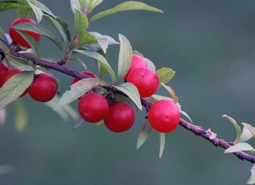Yu Li Ren (Bush cherry pits) plant