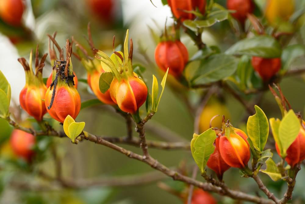 Zhi Zi (Cape jasmine fruits) plant