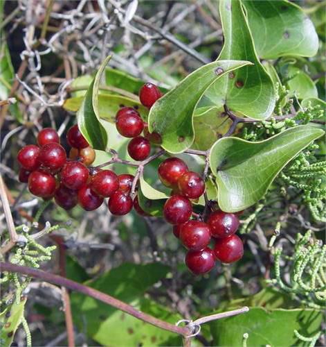Tu Fu Ling (Glabrous greenbrier rhizome) plant