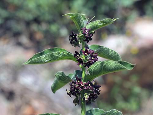 Bai Wei (Swallow-wort roots) plant