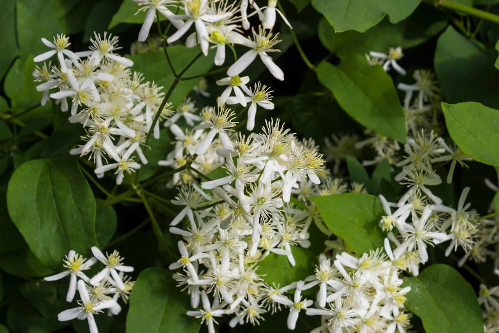 Wei Ling Xian (Clematis roots) plant