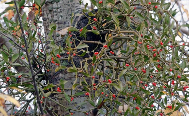 Hu Ji Sheng (Colored Mistletoe) plant