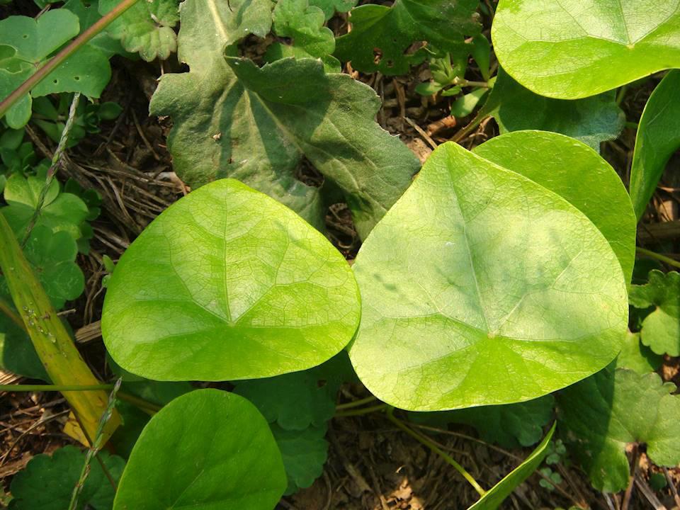 Fang Ji (Stephania roots) plant