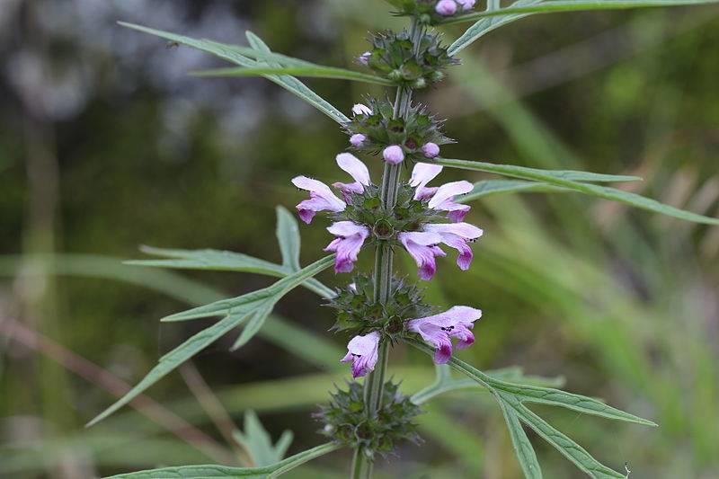 Yi Mu Cao (Motherwort herbs) plant