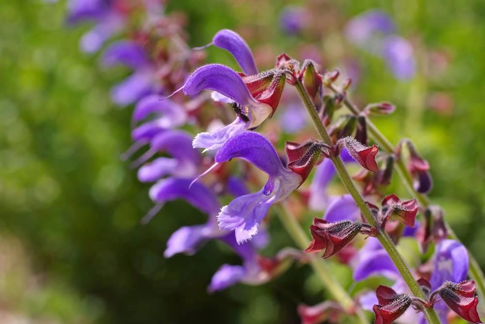Dan Shen (Red sage roots) plant