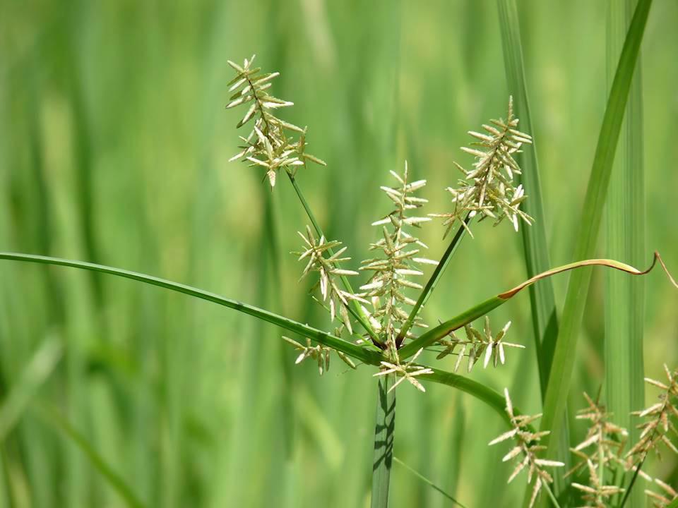 Xiang Fu (Coco-grass rhizomes) plant
